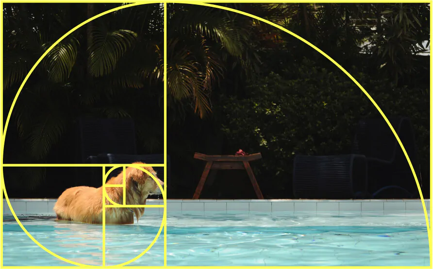 Przedstawienie złotego podziału na przykładowym zdjęciu psa w basenie